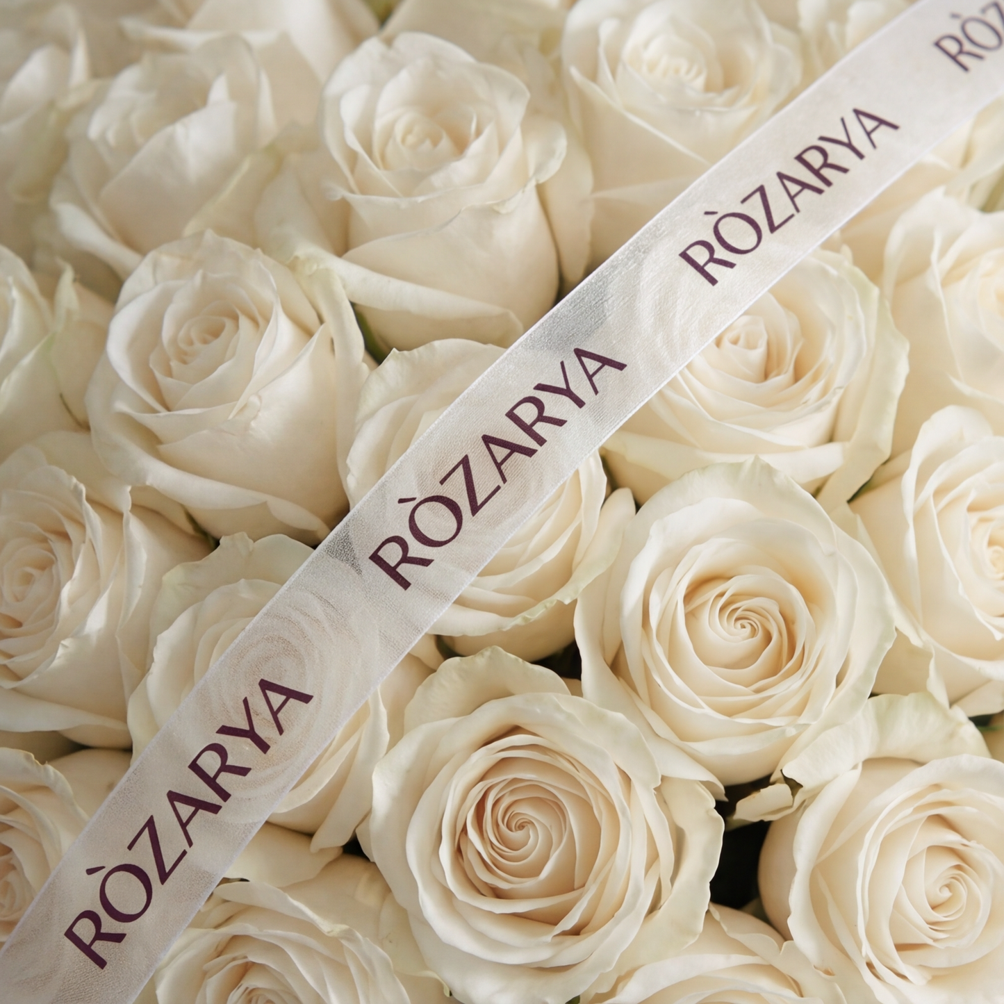 The Majestic Ivory Rose Hemisphere