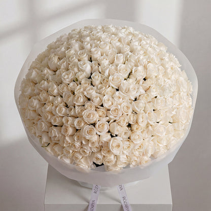 The Majestic Ivory Rose Hemisphere 301 white rose