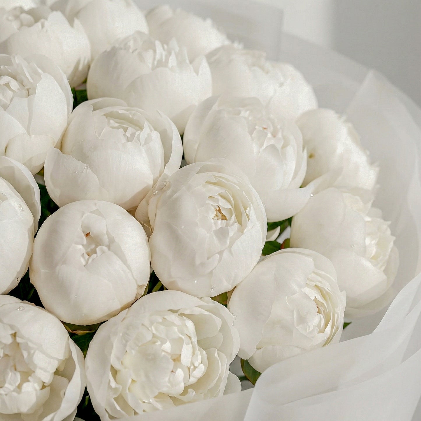 The Luxe Peony Cloud