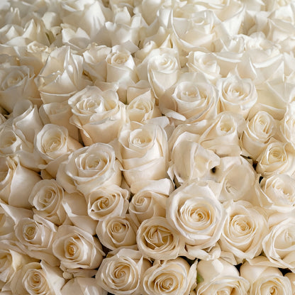 The Majestic Ivory Rose Hemisphere 301 white rose