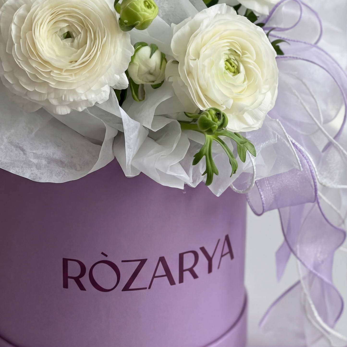 The Lilac Cloud Ranunculus