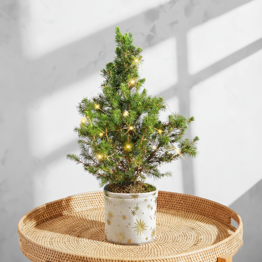 Petite Starry Night Mini Tree